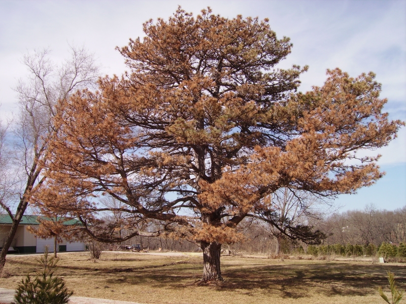 Read more about the article Tree Diseases: Pine Wilt Disease