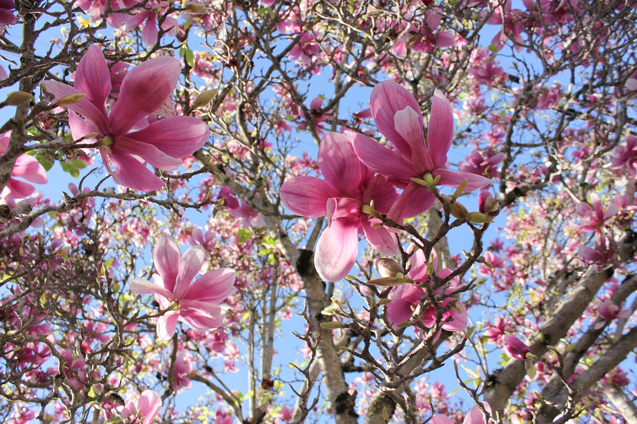 Read more about the article Tree Profiles: Saucer Magnolia Cultivars, Part 1
