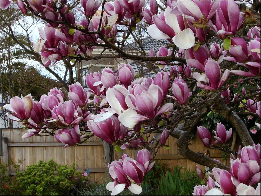 Read more about the article Tree Profiles: Saucer Magnolia Cultivars, Part 2