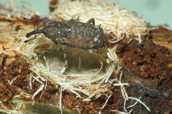 Read more about the article Insect Profiles: White Pine Weevil (Pissodes strobi)