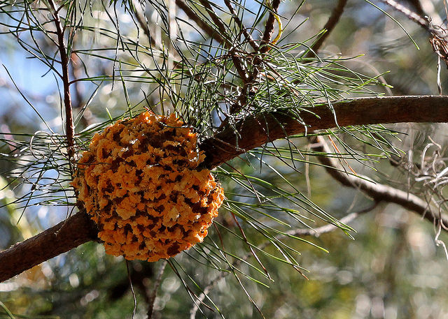 georgia pine tree diseases