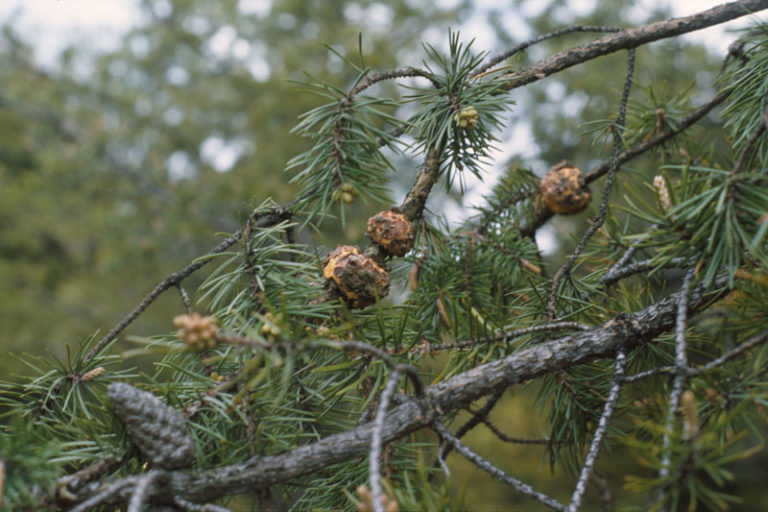 Tree Diseases PinePine Gall Rust Iron Tree Tree Knowledge Base