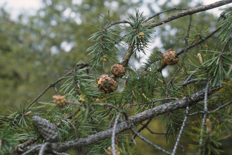 Read more about the article Tree Diseases: Pine-Pine Gall Rust