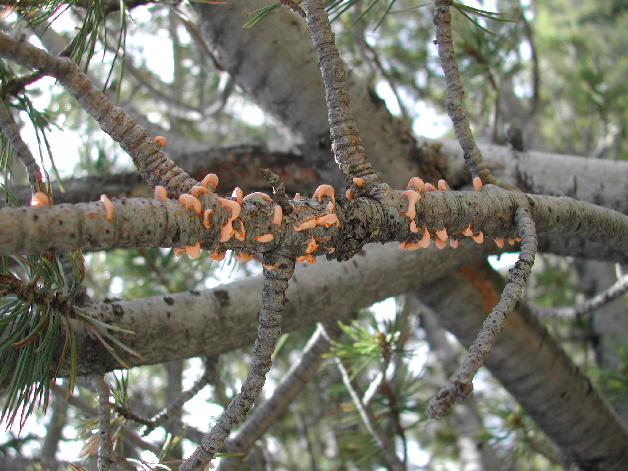 Read more about the article Tree Diseases: White Pine Blister Rust