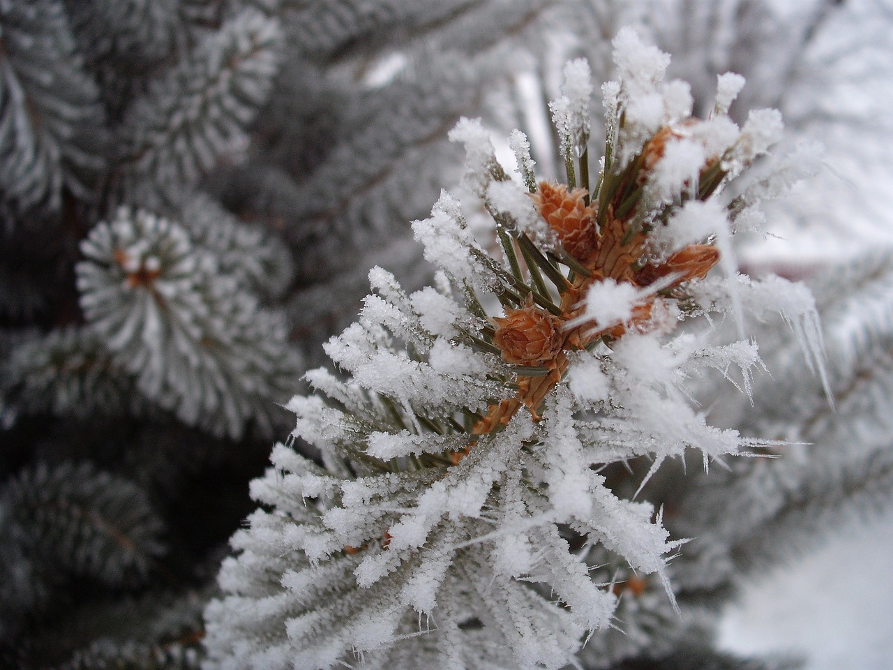 Read more about the article Tree Care in Winter: Winter Injury on Evergreens