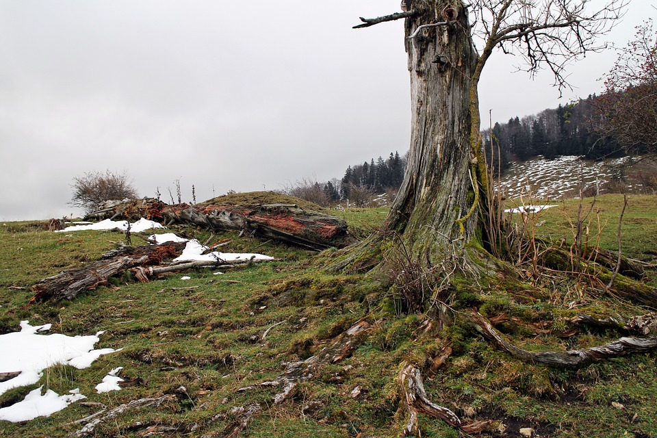 Read more about the article Tree Care in Winter: Winter Injury on Hardwoods