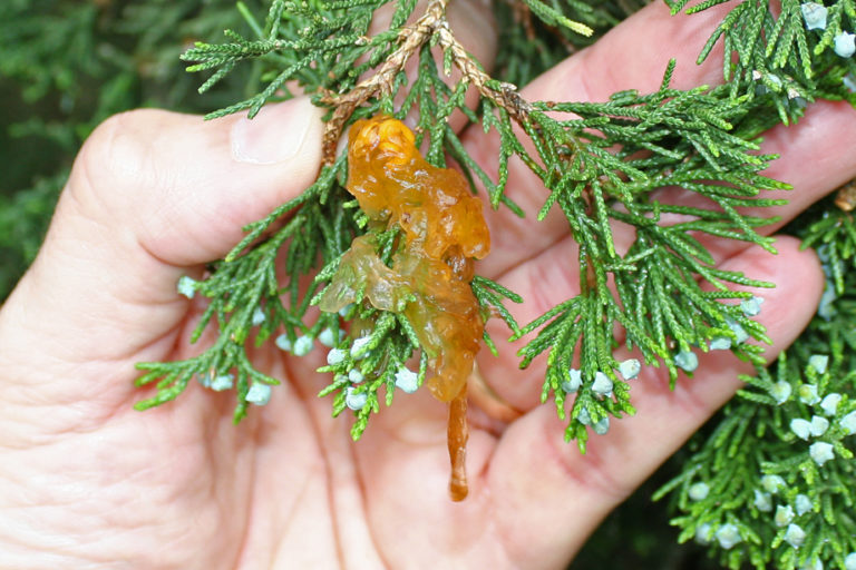 Tree Diseases: Cedar-Hawthorn Rust - Iron Tree - Tree Knowledge Base