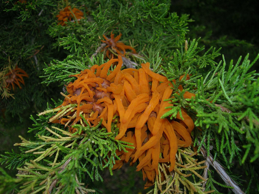 Read more about the article Tree Diseases: Cedar-Quince Rust