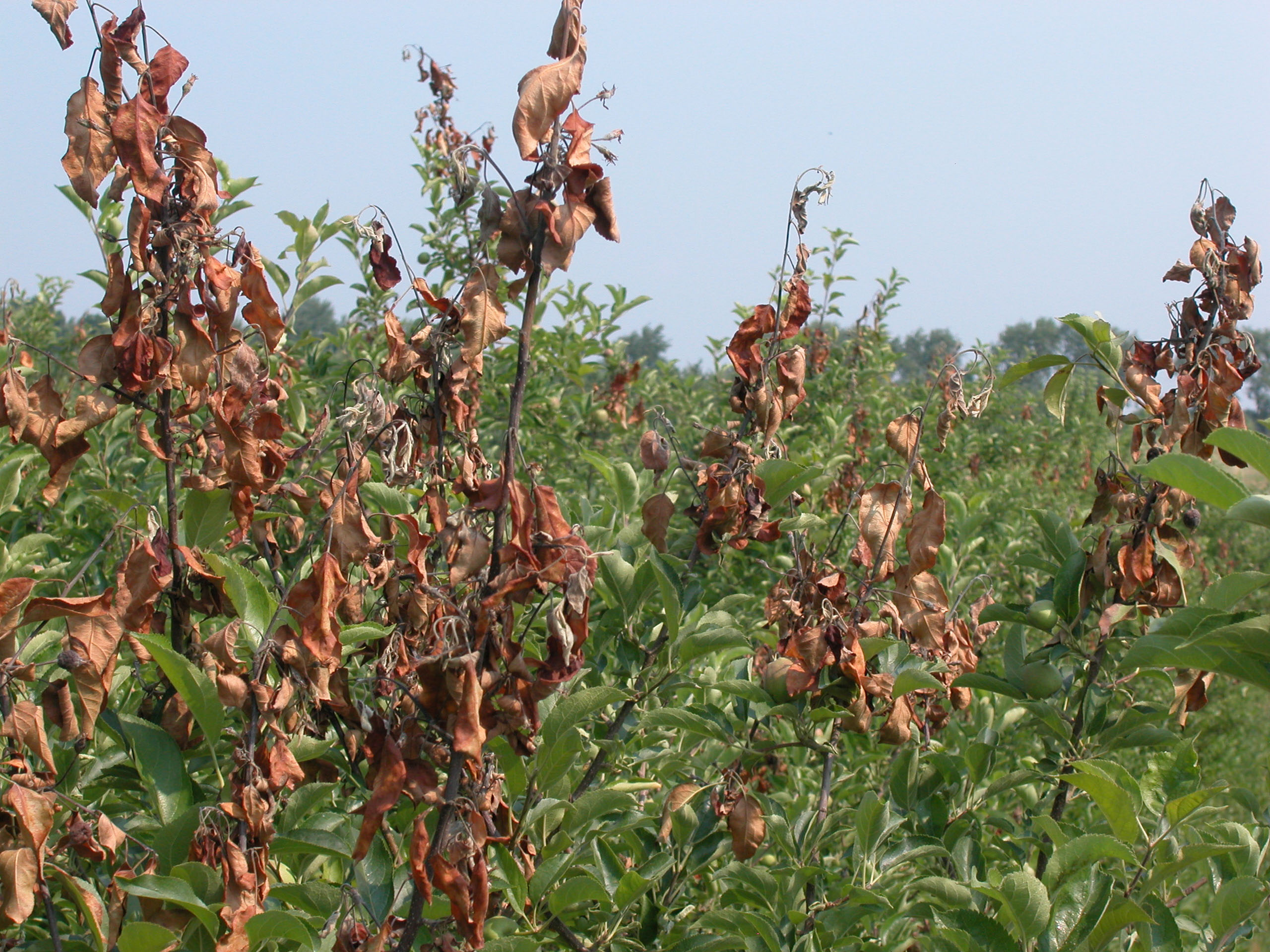 Read more about the article Tree Diseases: Fire Blight