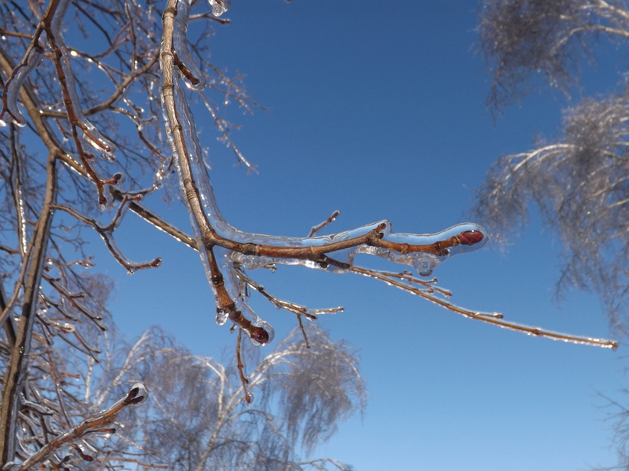 Read more about the article Spring Tree Injuries: Spring Frosts
