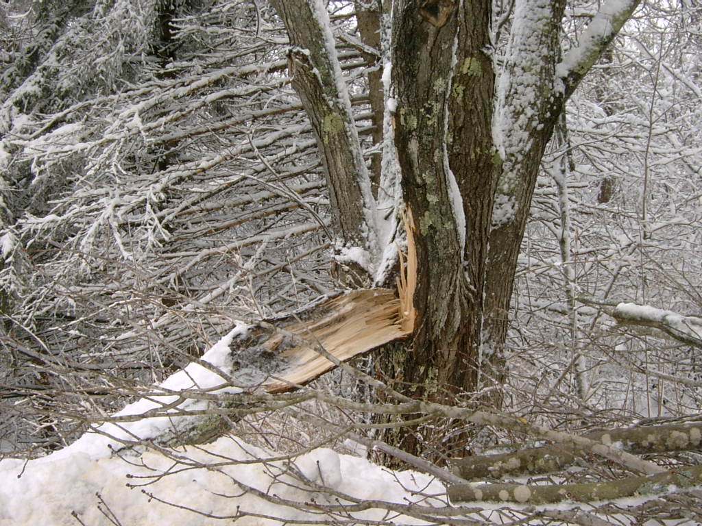 Read more about the article Tree Care in Winter: Winter Tree and Branch Removal