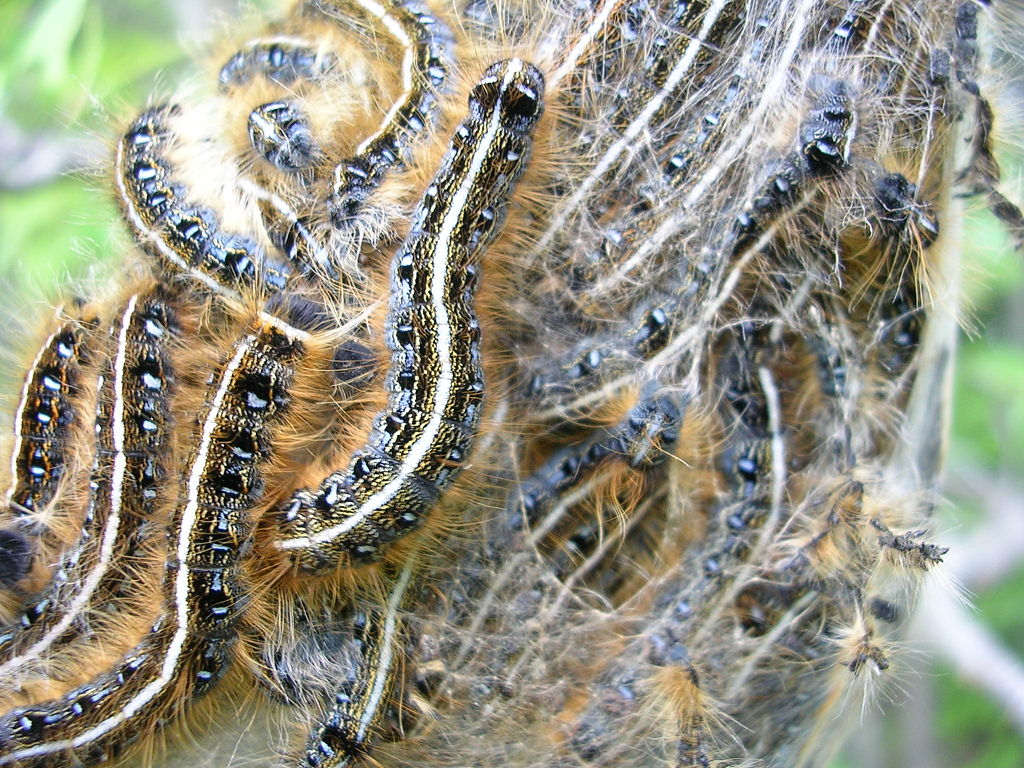 Read more about the article Insect Profiles: Eastern Tent Caterpillar (Malacosoma americanum)