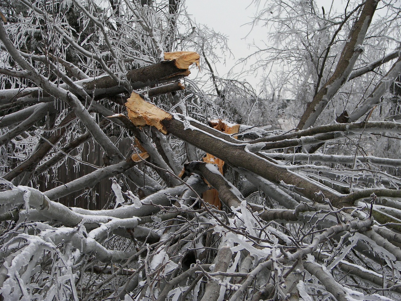 Read more about the article Inspecting Plants for Damage After a Winter Storm