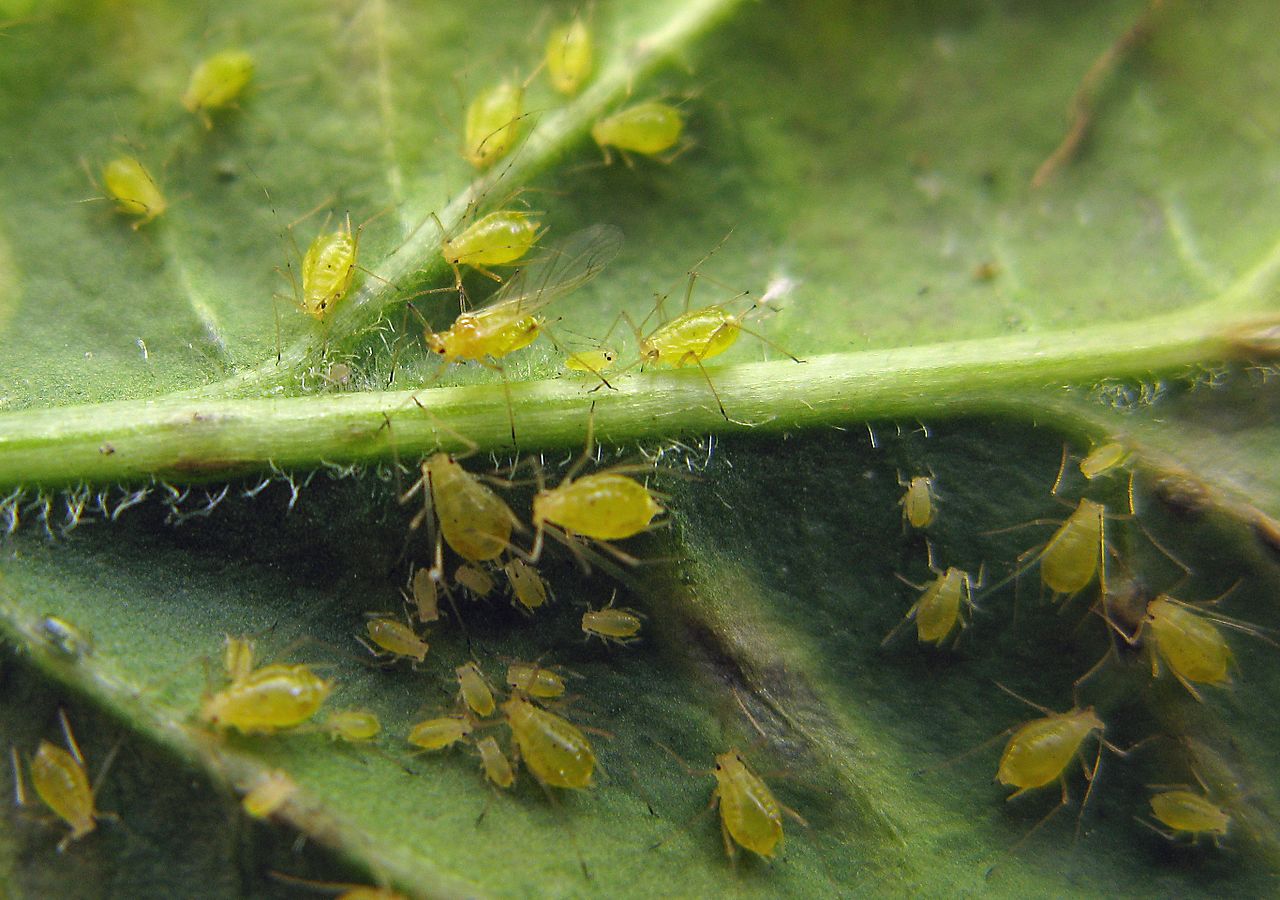 Read more about the article Insect Profiles: Aphids