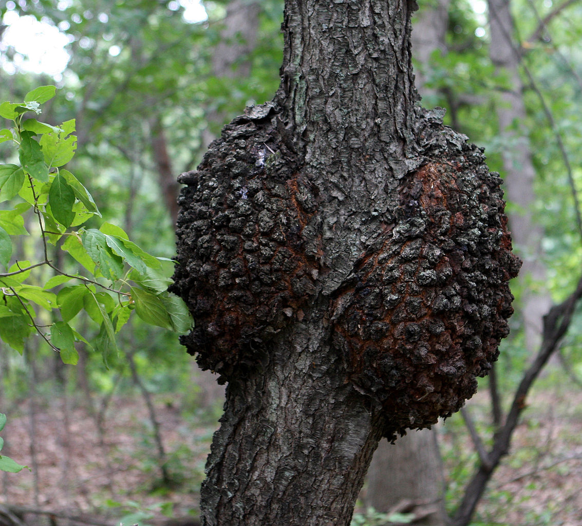 Read more about the article Tree Diseases: Black Knot (Apiosporina morbosa)