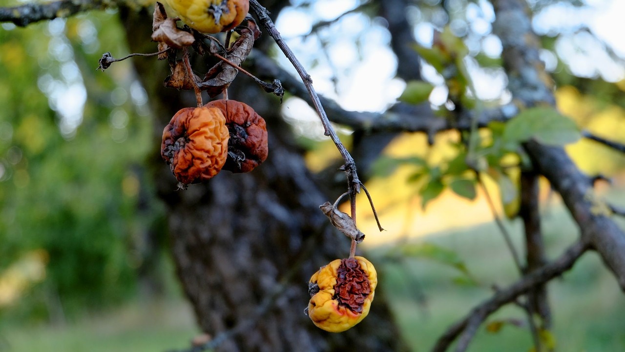 Read more about the article Tree Diseases: Black Rot of Apple Trees