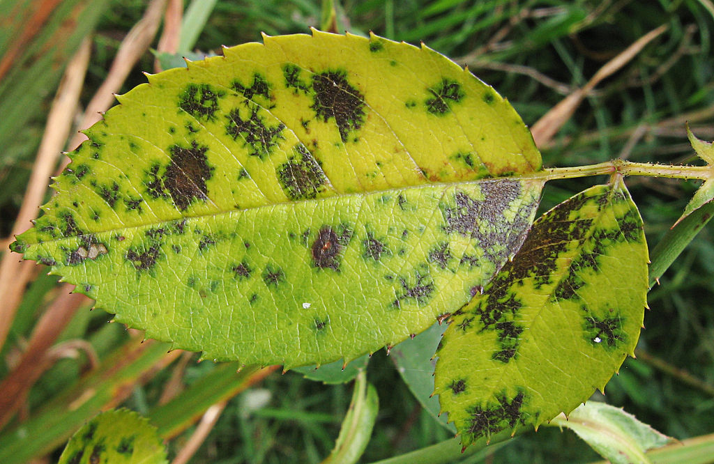 Read more about the article Tree Diseases: Black Spot of Rose