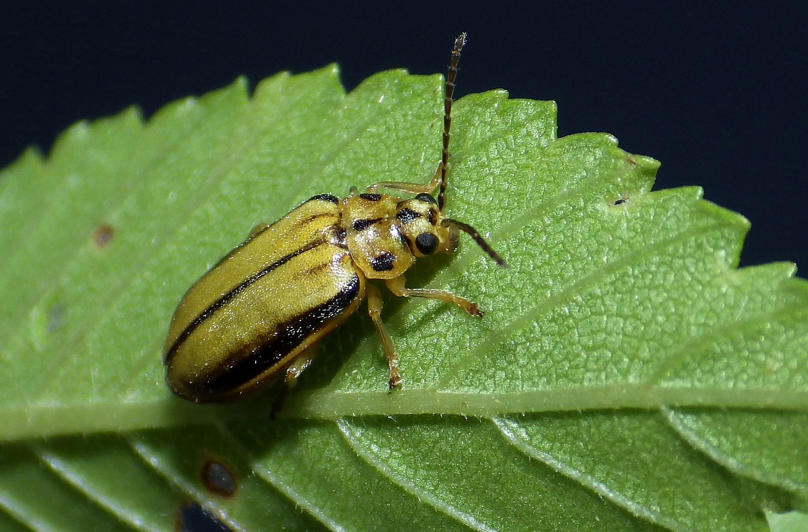 Read more about the article Insect Profiles: Elm Leaf Beetle (Xanthogaleruca luteola)