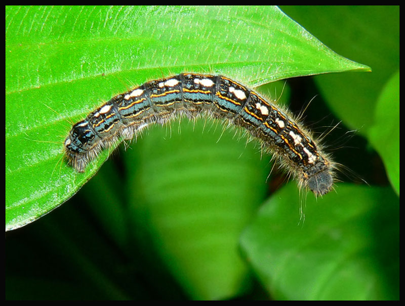 Read more about the article Insect Profiles: Forest Tent Caterpillar (Malacosoma disstria)