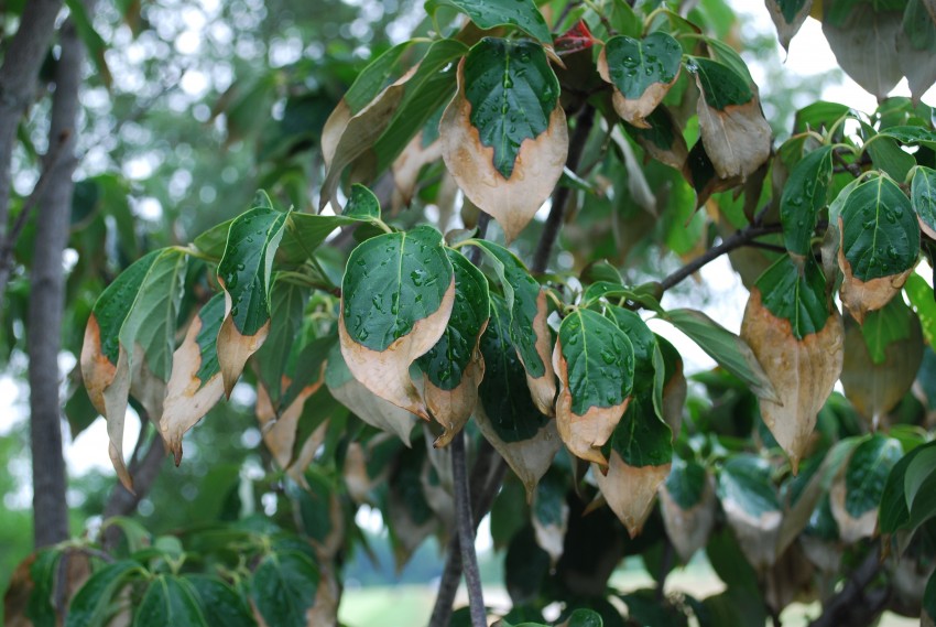Read more about the article Plant Disorders: Leaf Scorch