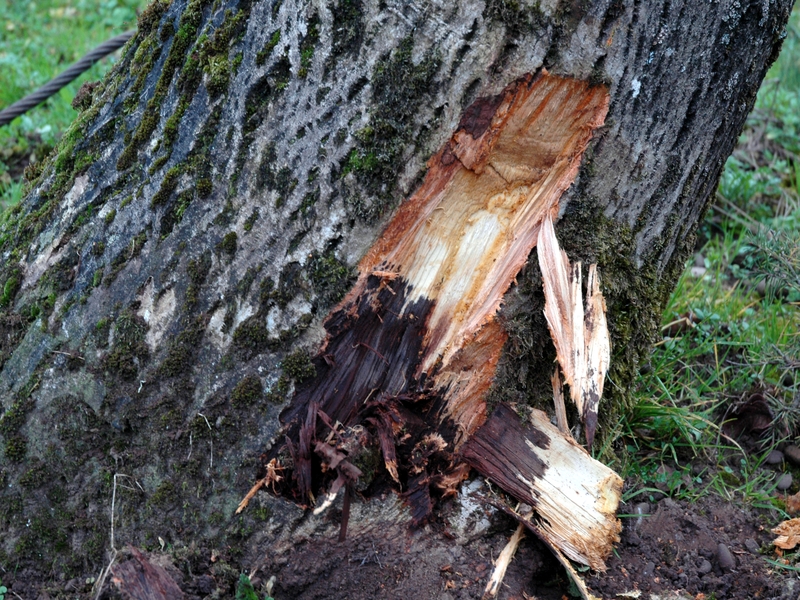 Read more about the article Root Diseases: Phytophthora Root Rot