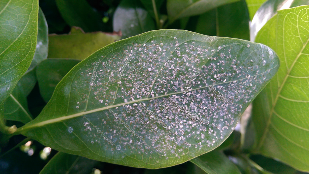 Read more about the article Insect Profiles: Whitefly (Trialeurodes vaporariorum)