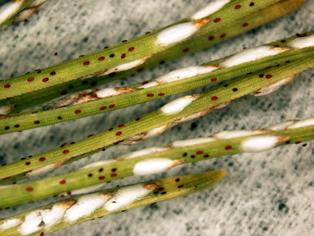 Read more about the article Tree Diseases: Pine Needle Scale (Chionaspis pinifoliae)