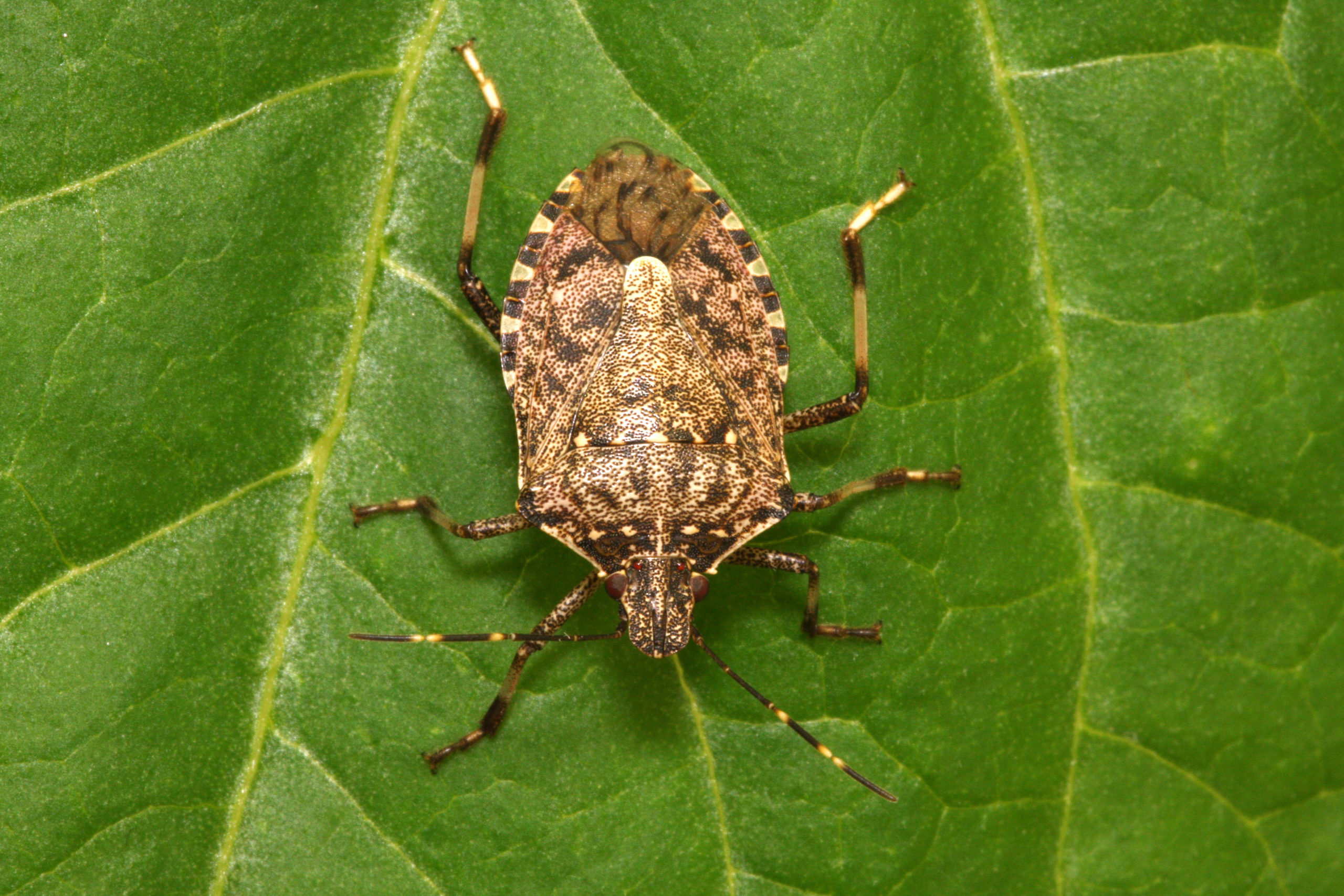 Read more about the article Insect Profiles: Brown Marmorated Stink Bug (Halyomorpha halys)