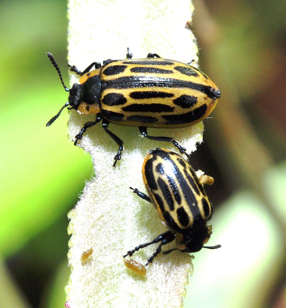 Read more about the article Insect Profiles: Cottonwood Leaf Beetle (Chrysomela scripta)
