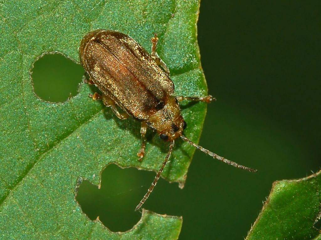 Read more about the article Insect Profiles: Viburnum Leaf Beetles (Pyrrhalta viburni)