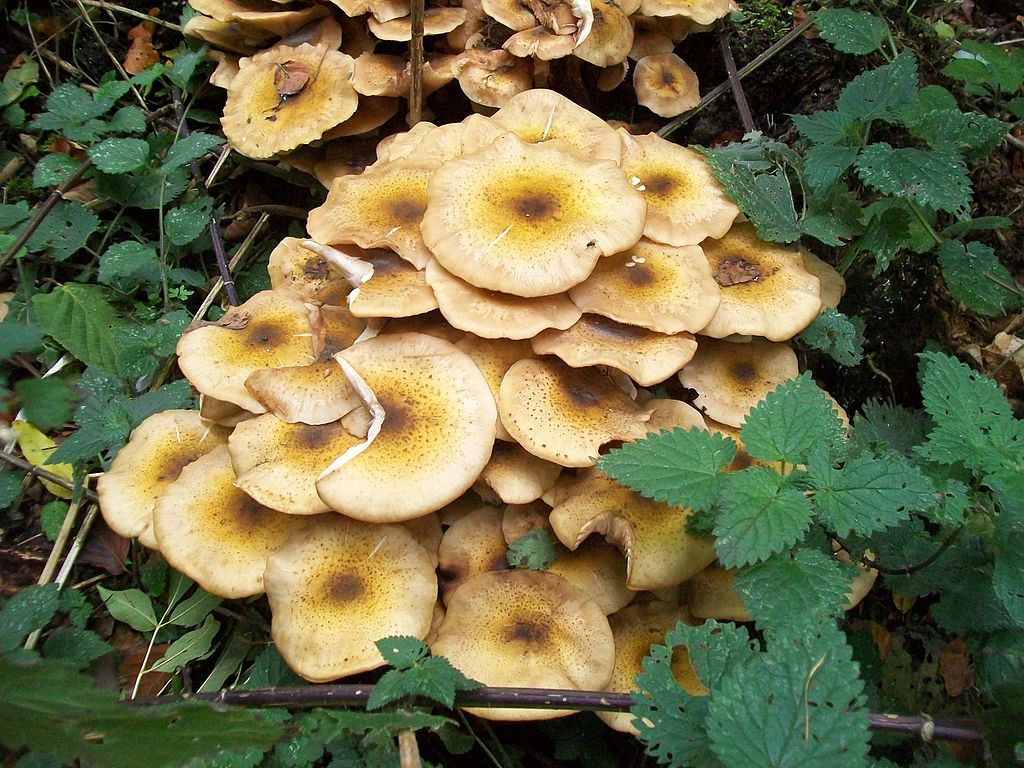Read more about the article Tree Diseases: Honey Fungus (Armillaria)