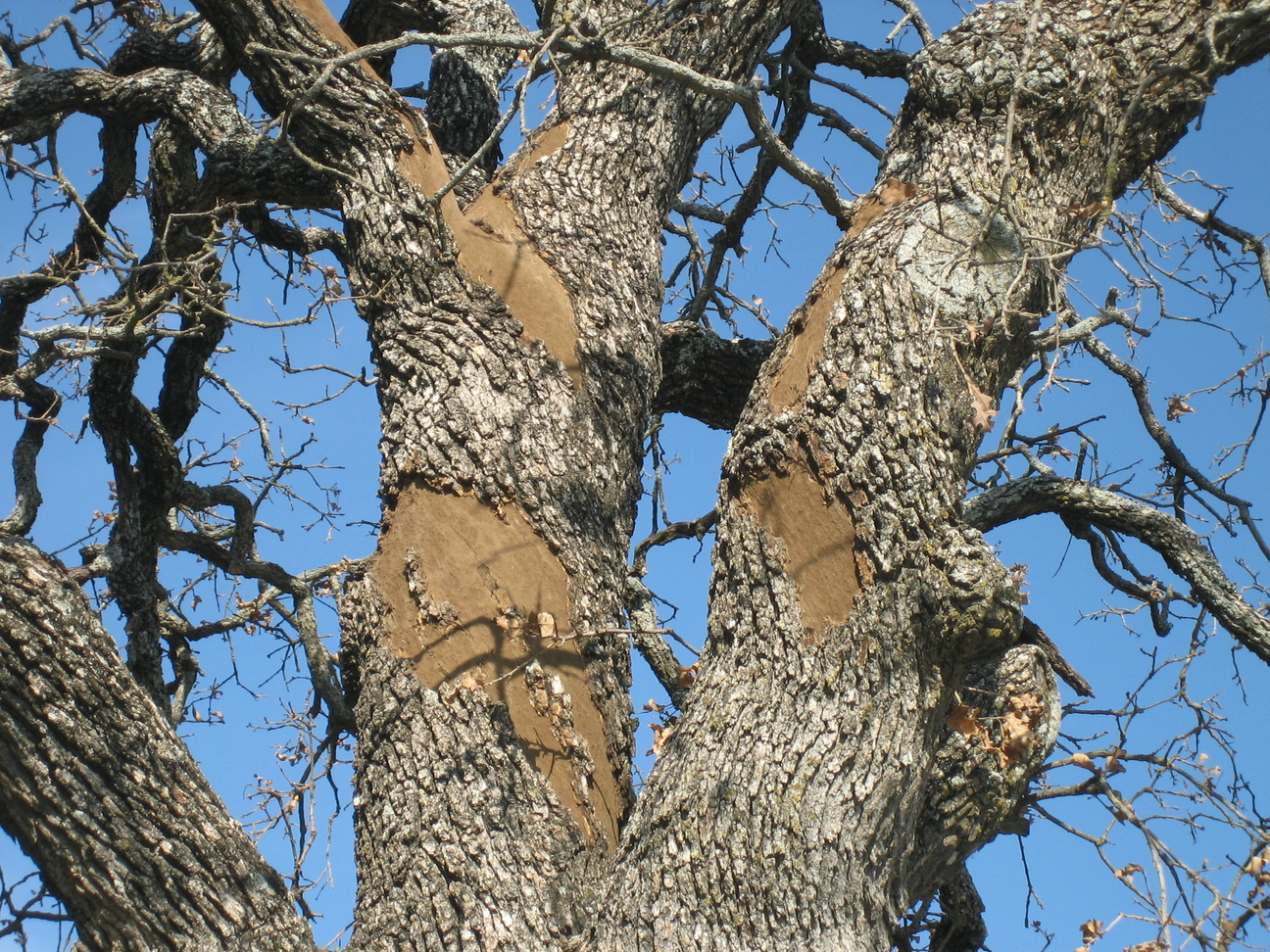Read more about the article Tree Diseases: Hypoxylon Canker of Oaks (Hypoxylon atropunctatum)