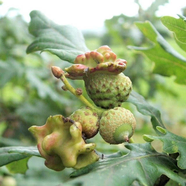 Read more about the article Insect Profiles: Knopper Gall Wasp (Andricus quercuscalicis)