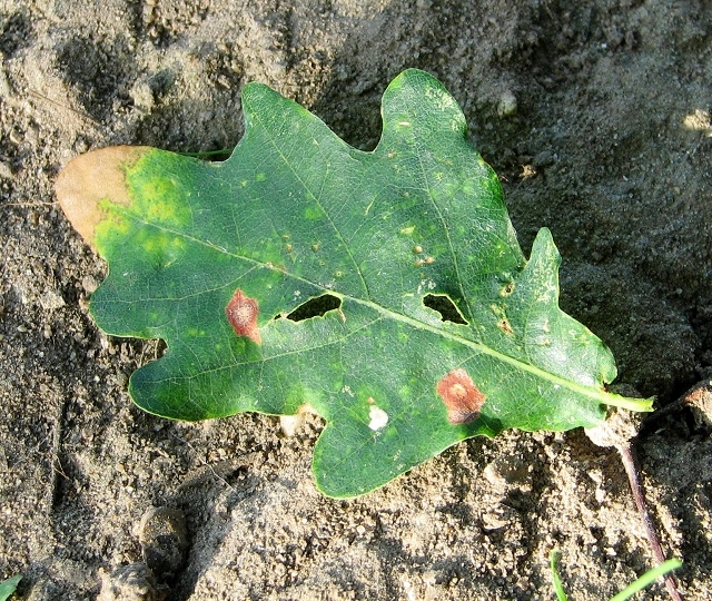 Read more about the article Insect Profiles: Oak Leaf Gall Mite (Pyemotes herfsi)