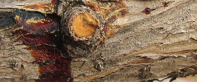 Read more about the article Tree Diseases: Seiridium Canker (Seridium)
