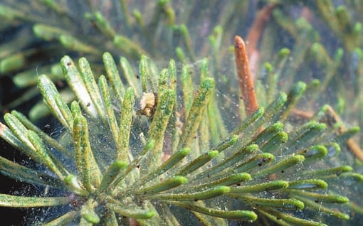 Read more about the article Insect Profiles: Spruce Spider Mite (Oligonychus ununguis)