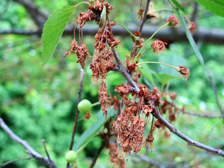 Read more about the article Tree Diseases: Brown Rot Blossom Blight (Monilia fruiticola)