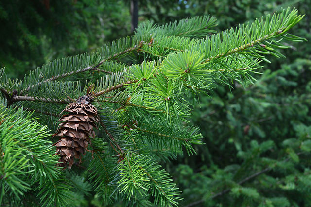 Read more about the article Tree Profiles: Douglas-fir Cultivars, Part 1