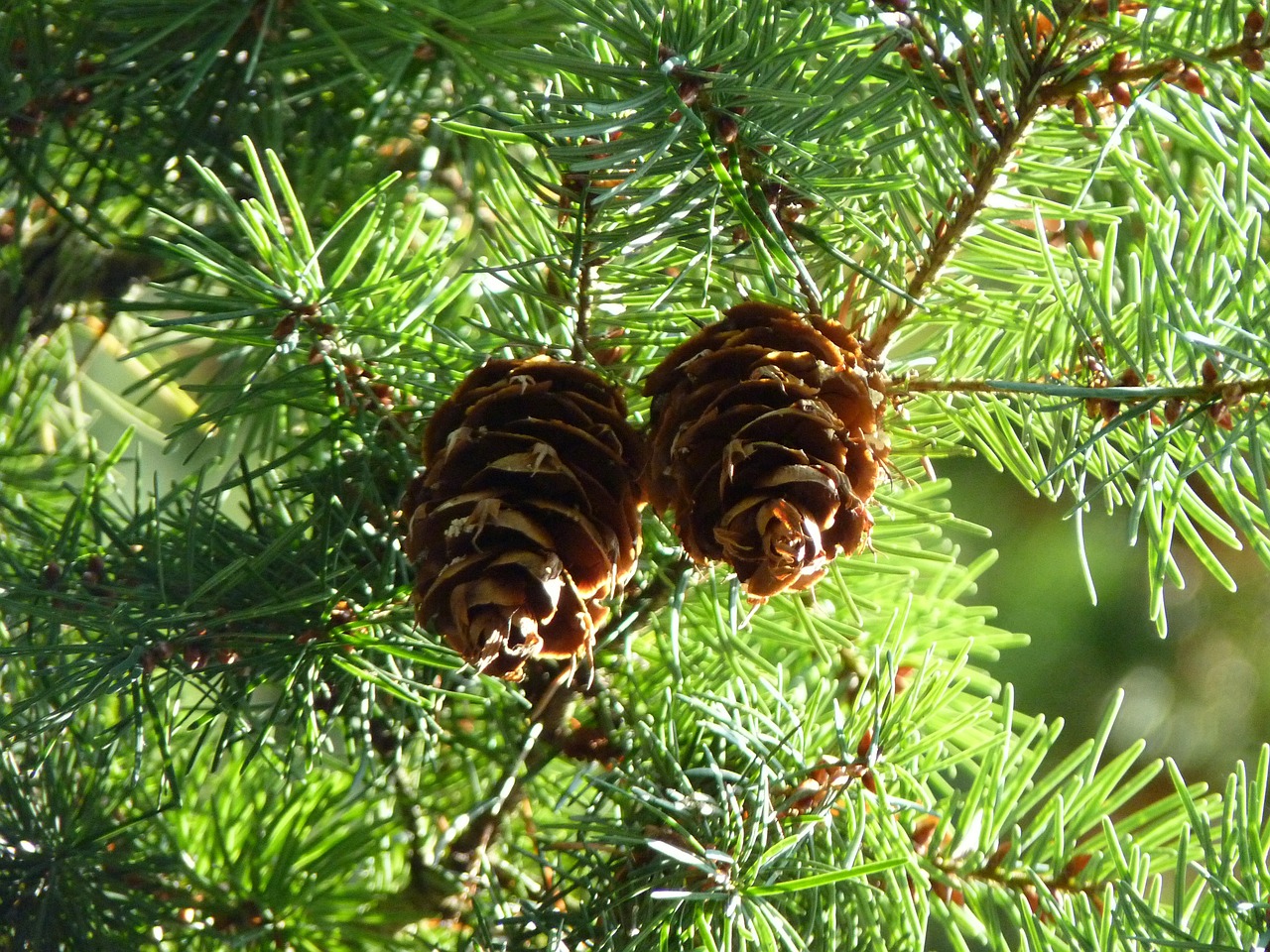 Read more about the article Tree Profiles: Douglas-fir Cultivars, Part 2