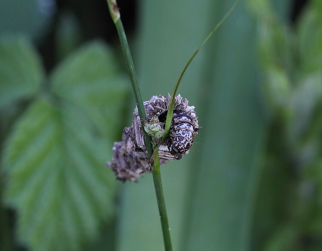 Read more about the article Insect Profiles: Grass Bagworm (Eurukuttarus confederata)