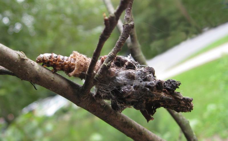 Read more about the article Fall Tree Care: Identifying Common Tree Insects in Fall, Part One