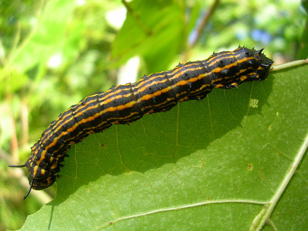 Read more about the article Insect Profiles: Orange-tipped Oakworm Moth (Anisota senatoria)