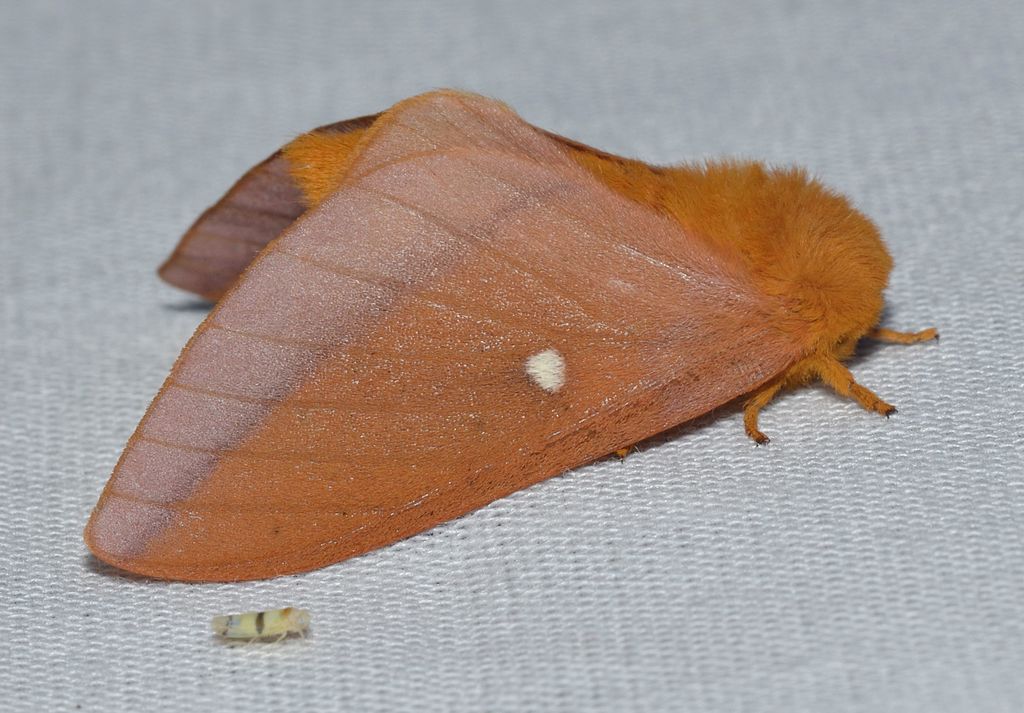 Read more about the article Insect Profiles:  Pink-striped Oakworm Moth (Anisota virginiensis)