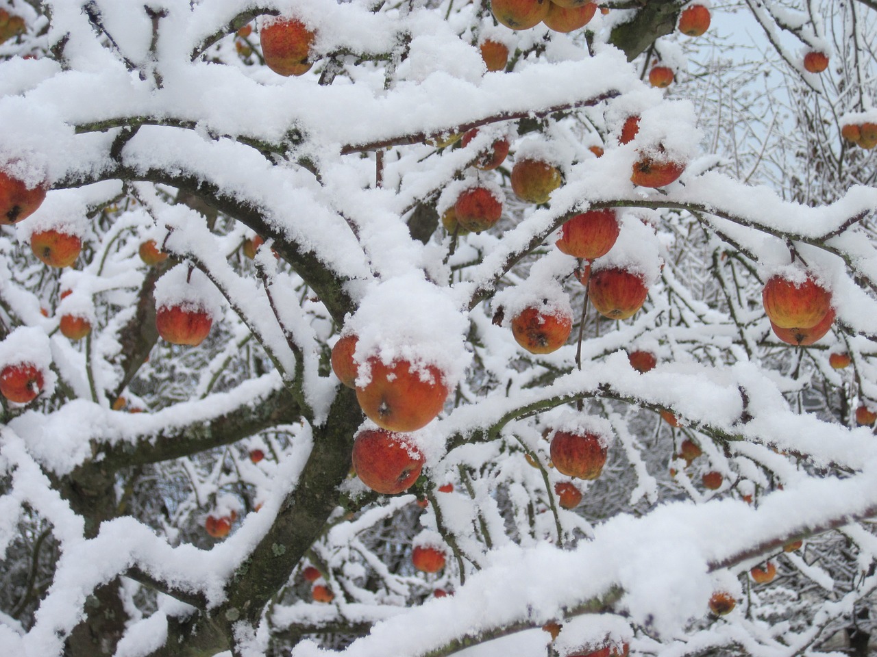 Read more about the article Winter Care for Fruit Trees