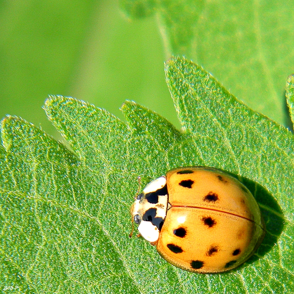 Read more about the article Insect Profiles: Asian Lady Beetle (Harmonia axyridis)