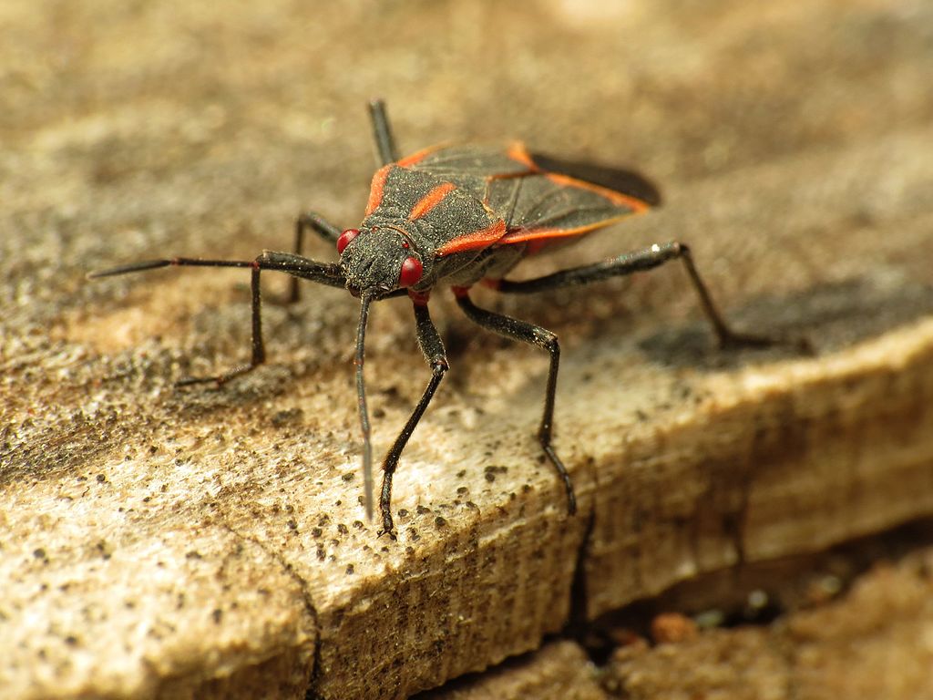 Read more about the article Insect Profiles:  Box Elder Bug (Boisea trivittata)