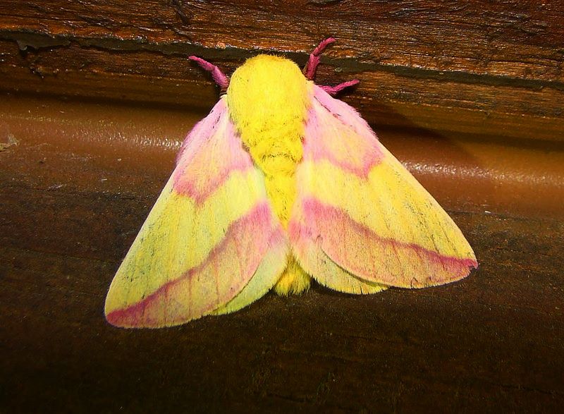 Read more about the article Insect Profiles: Rosy Maple Moth (Dryocampa rubicunda)