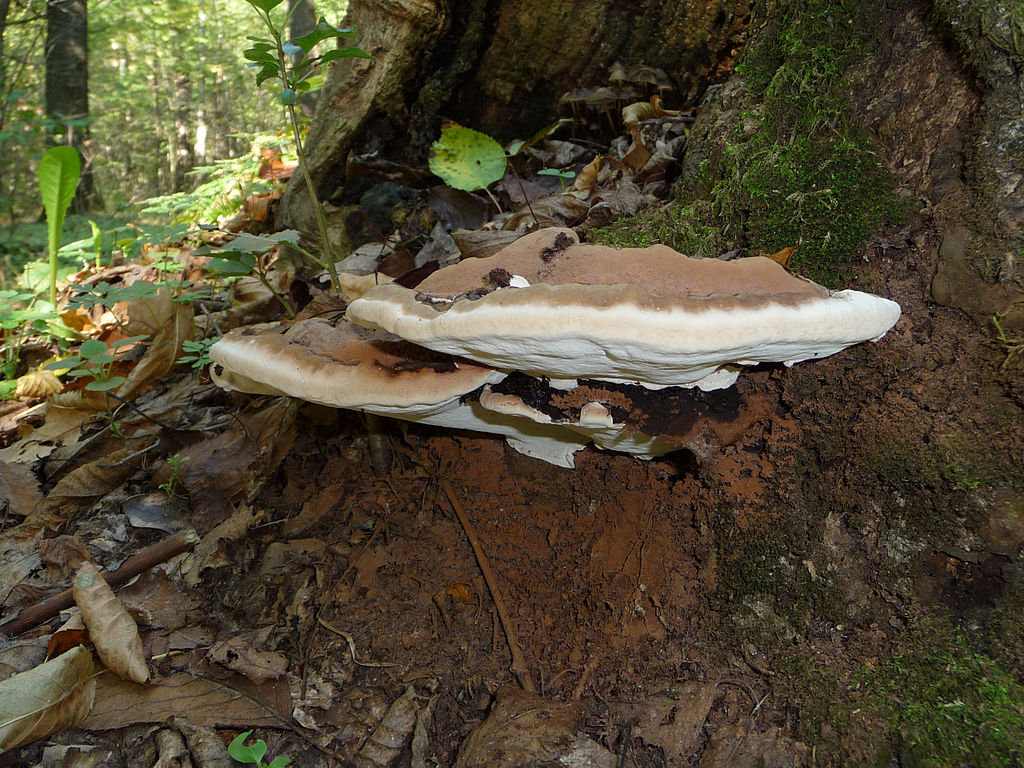 Read more about the article Tree Diseases: Artist’s Conk (Ganoderma applanatum)