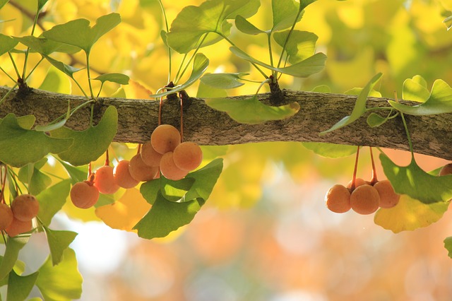 Read more about the article Tree Profiles: Ginkgo Cultivars, Part 1