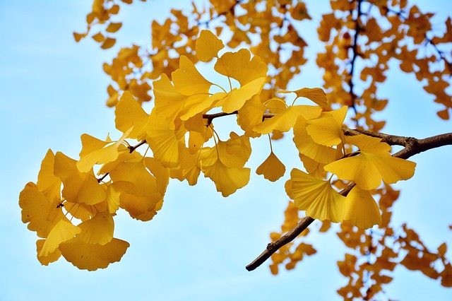 Read more about the article Tree Profiles: Ginkgo Cultivars, Part 2